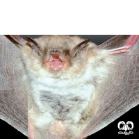 گونه خفاش انگشت دراز Long-fingered Myotis 